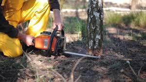 Best Tree Trimming and Pruning  in Watergate, FL