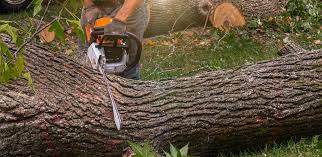 Best Lawn Maintenance Plans  in Watergate, FL