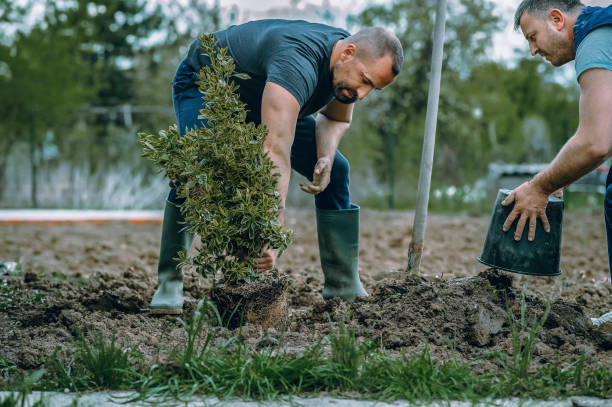 Best Organic Lawn Care Solutions  in Watergate, FL